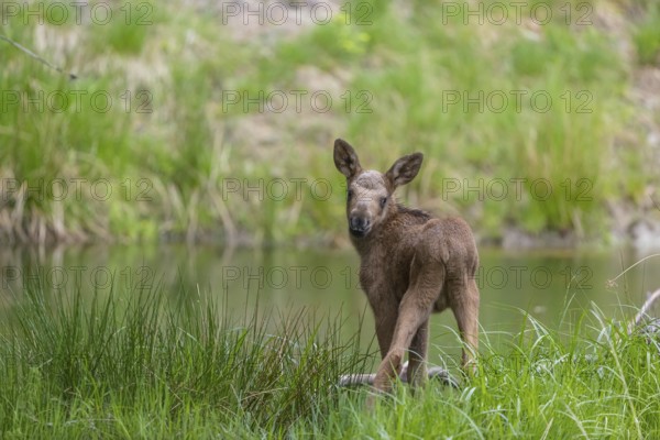 One baby moose or elk, Alces alces, (19 days old, born May 8, 2020) standing on a meadow with fresh