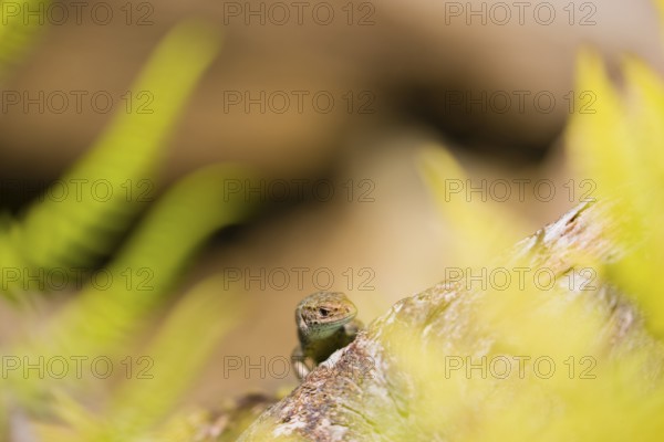 One viviparous lizard, or common lizard, (Zootoca vivipara, formerly Lacerta vivipara) sits on