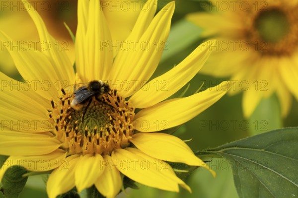 Bumblebee (Bombus spp) adult bee feeding on a Sunflower flower in an urban garden in summer,