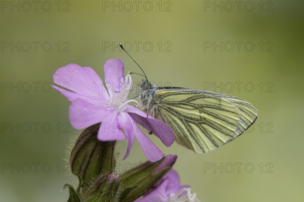 Green-veined white butterfly (Pieris napi) adult insect resting on garden Red campion flowers in