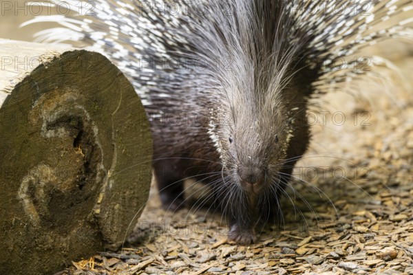 Old World porcupines (Hystrix cristata), Germany, Europe