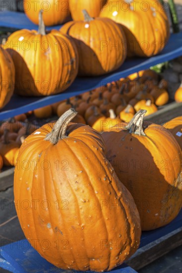 Pumpkin