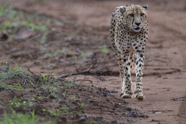 Cheetah (Acinonyx jubatus), Qwabi Private Game Reserve, Biosphere Reserve, Limpopo, South Africa,