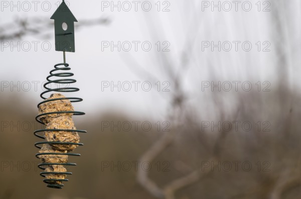 Metal spiral bird feeder with fat balls hanging from a tree branch, providing food for birds during