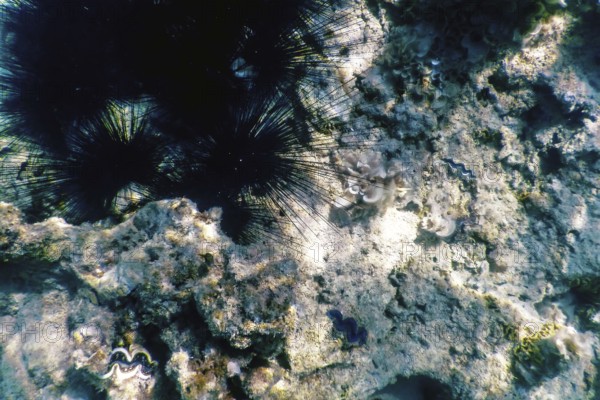 Common Long Spined Sea Urchin, (Diadema antillarum) underwater, Marine life