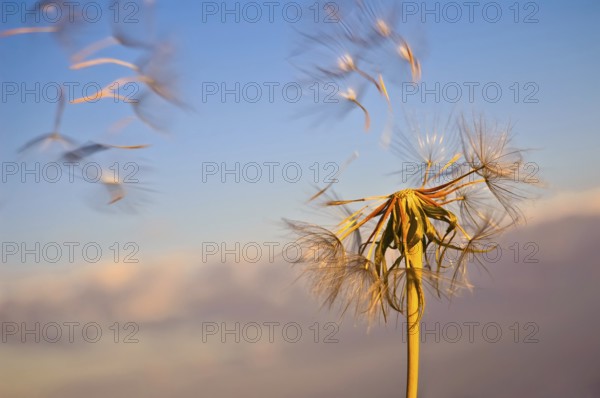 The golden dandelion with flying seeds against the blue sky and pink clouds