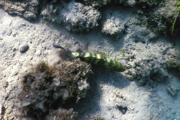 Abudjubbe wrasse (Cheilinus abudjubbe) Underwater, Marine life