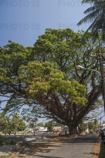 Tree, kochi, kerala, India, Asia