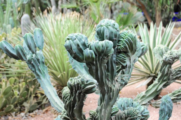 Jardin Majorelle, Botanical Garden in Marrakech, Green moulded, irregular cacti in a dry garden