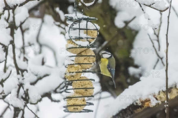 The blue tit (Cyanistes caeruleus) (syn.: Parus caeruleus) is a bird species of the genus Cyanistes