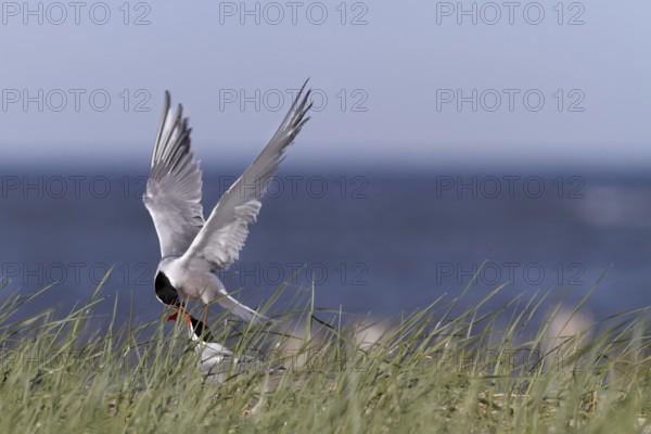 Common Tern (Sterna hirundo), territorial fight of a pair in the colony, dispute between two