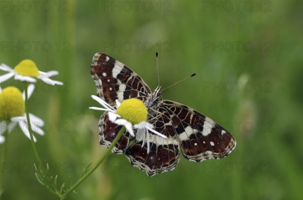 Map butterfly (Araschnia levana), butterfly, 2nd generation, open wings, underside, macro, flower,