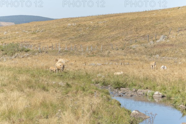 Aubrac cow going to drink in a river in times of drought. Aubrac, France, Europe