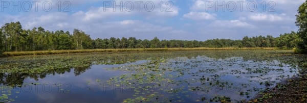 Schwattet Gatt nature conservation and FFH area, remnant of raised bog, still waters covered with