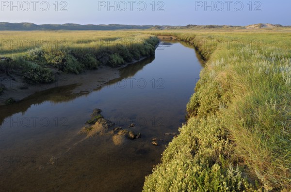 Tidal creek in salt marsh, De Slufter nature reserve, Texel island, North Holland, Netherlands