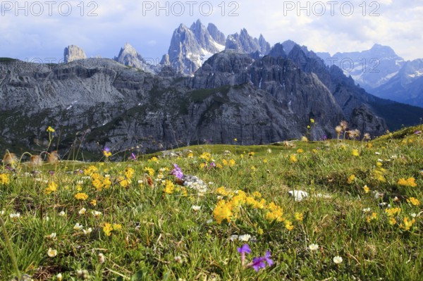 Cadini di Misurina, flower meadow, Dolomites, South Tyrol, Italy, Europe