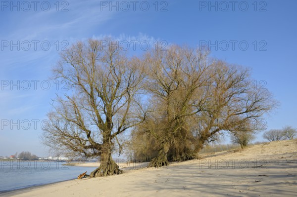 Old willows, bank of the Waal, February, nature reserve De Gelderse Poort, Millingerwaard,