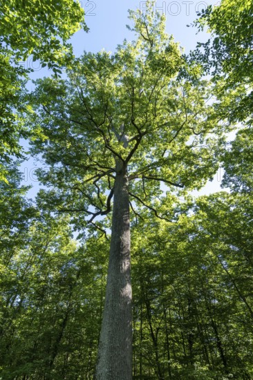 Forest of Troncais. Stebbing II remarkable oak tree, 36m high, 5m90 in circumference, about 390