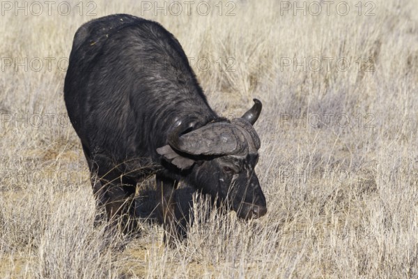 Cape buffalo (Syncerus caffer), adult male in tall dry grass, feeding on grass, savanna, Mahango