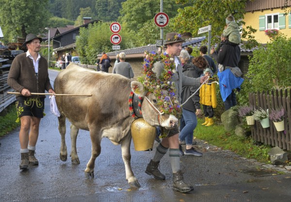 16. 09. 2022. Almabtrieb, cattle seperation in Thalkirchdorf, Markt Oberstaufen, Allgäu, Bavaria,
