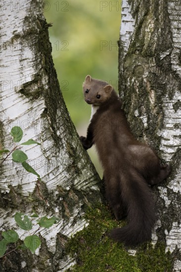 Beech marten (Martes foina), Bitburg, Rhineland-Palatinate, Germany, Europe