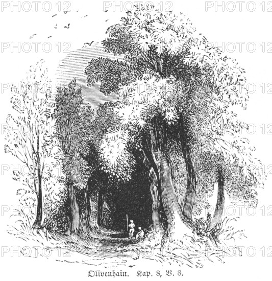Olive grove, Palestine, Way, Trees, People, Bible, Old Testament, Book 5 of Moses, Chapter 8, Verse