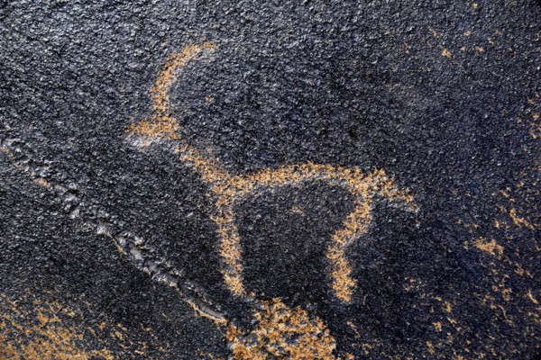 Petroglyph of a Siberian ibex (Capra sibirica), up to 2500 years old, West Karakol Valley, Tien
