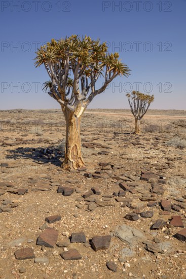 Quiver trees (Aloe dichotoma) in desert landscape, near Kuiseb-Canyon, Erongo region, Namibia,