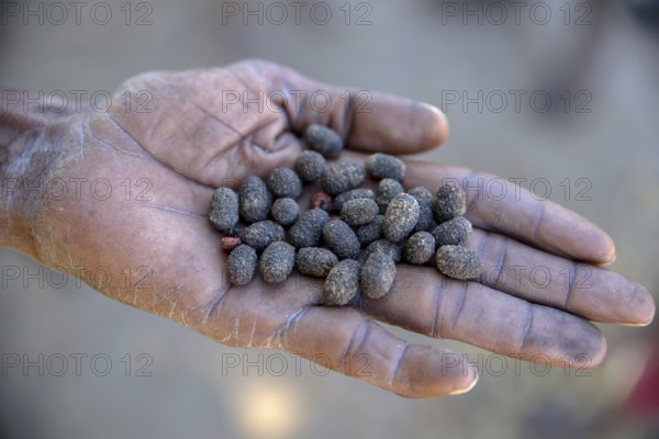 Cocoons, Bushman arrow-poison beetle (Diamphidia nigroornata) in the hands of a Bushman, for the