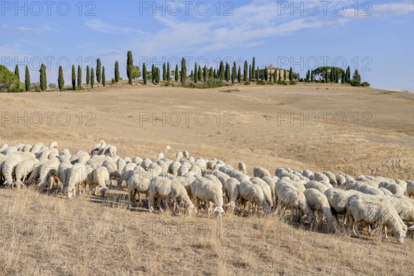Flock of sheep on an estate near San Quirico d'Orcia, Val d'Orcia, Orcia Valley, Tuscany, Italy,