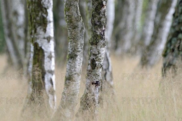Heathland, birch (Betula), birch grove on the edge of Oberoher Heide, Südheide nature park Park,