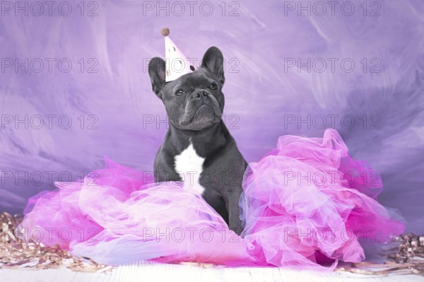 French Bulldog dog wearing party hat and pink tutu skirt