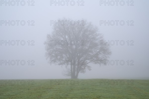 Meadow with tree on foggy morning, Kreuzwertheim, Spessart, Bavaria, Germany, Europe