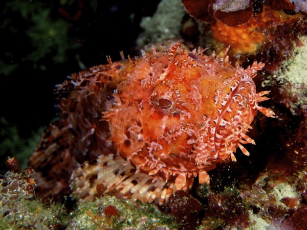 Portrait of Red Scorpionfish (Scorpaena scrofa), sea sow, dive site Cap de Creus Marine Reserve,
