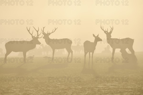 Red deer (Cervus elaphus) in rut, male and female, captive, morning mood, Rhodes, Département