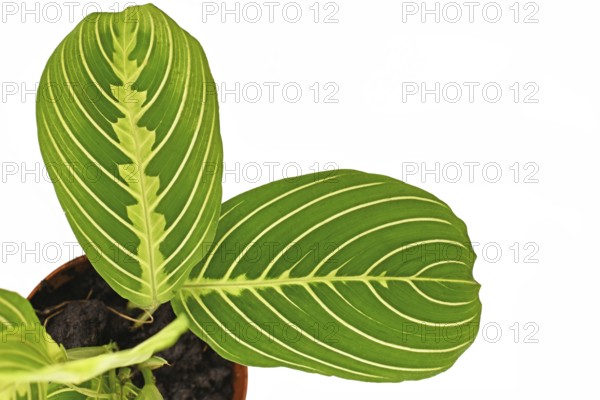 Close up of exotic green veined 'Maranta Leuconeura Lemon Lime' houseplant leaf on white background