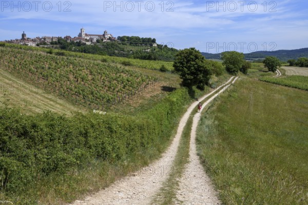 Hikers on the way to Vézelay, Yonne department, Bourgogne-Franche-Comté region, Burgundy, France,