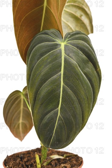 Close up of leaf of tropical 'Philodendron Melanochrysum' houseplant on white background