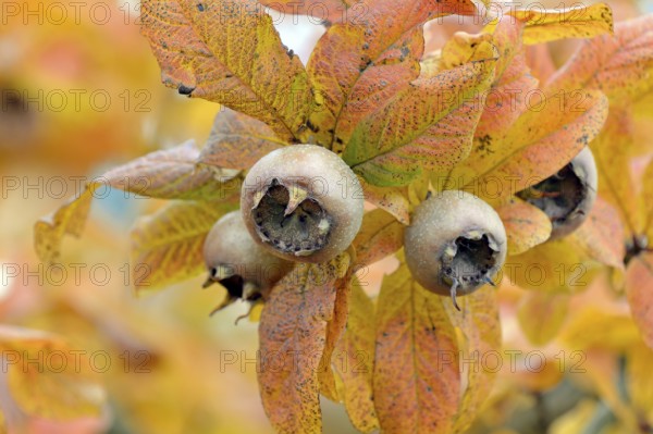 Common medlar (Mespilus germanica), branch with fruit, Moselle, Rhineland-Palatinate, Germany,