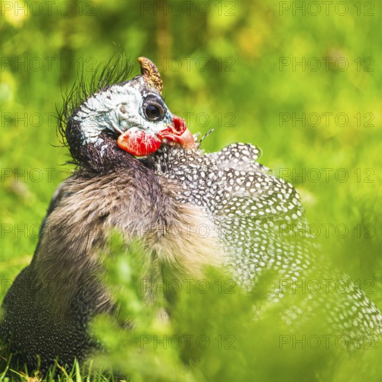 Portrait of Helmeted Guinea Fowl (Numida meleagris)