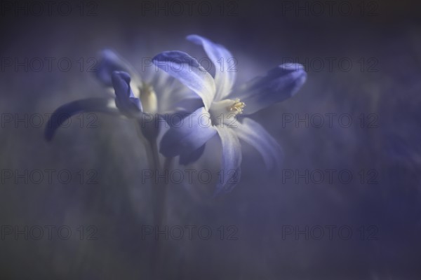 Blue lucile's glory-of-the-snow (Chionodoxa luciliae) of the common star hyacinth, naturalised in a