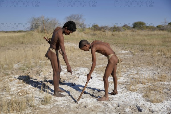 Bushmen of the Ju/' Hoansi-San hunting, read tracks, village //Xa/oba, near Tsumkwe, Otjozondjupa