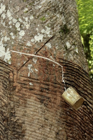 Rubber harvest on an Hevea tree, Amazon state, Brazil, South America