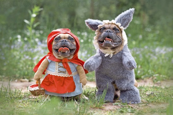 Happy French Bulldog dogs dressed up as fairytale characters Little Red Riding Hood and Big Bad