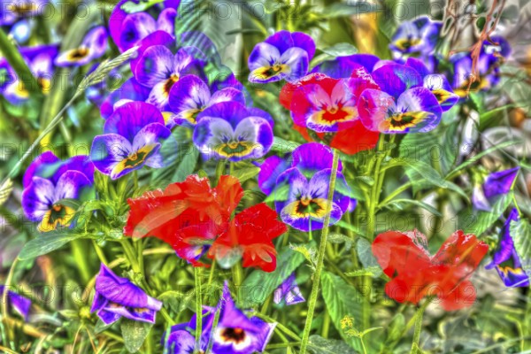 Large-flowered field pansy, viola (plant) (Viola), poppy (Papaver), red and purple flowers