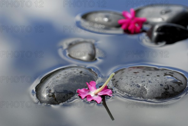 Flowers of verbena on stones in water (verbena hybrid) , verbena