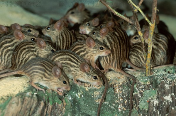Striped barbary striped grass mouse (Lemniscomys barbarus)