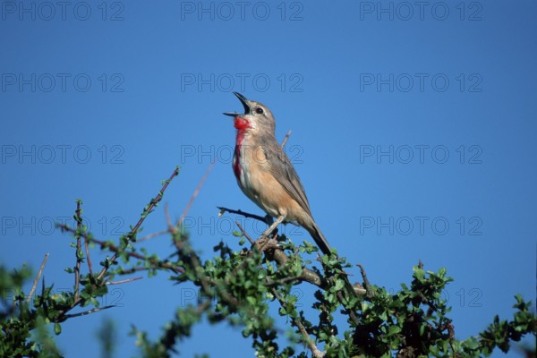 Rosy-patched Bush Shrike, Samburu Game Reserve, Kenya (Rhodophoneus cruentus) (Tchagra cruenta)