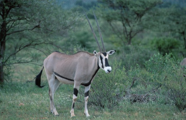 Oryx, Gemsbok (Oryx gazella), Samburu Game Reserve, Kenya, Africa