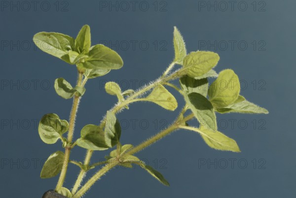 Marjoram (Origanum majorana) leaves